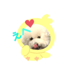 ビションフリーゼ JOYくん（個別スタンプ：2）