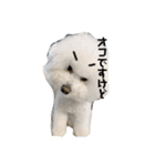 ビションフリーゼ JOYくん（個別スタンプ：5）
