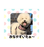 ビションフリーゼ JOYくん（個別スタンプ：6）