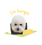 ビションフリーゼ  ジョイくん（個別スタンプ：2）