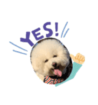 ビションフリーゼ  ジョイくん（個別スタンプ：4）