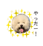 ビションフリーゼ  ジョイくん（個別スタンプ：11）