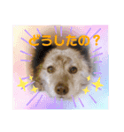 クセの強いイッヌたち（個別スタンプ：2）