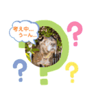 クセの強いイッヌたち（個別スタンプ：7）