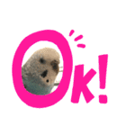 セキセイインコのピーちゃんスタンプ（個別スタンプ：3）