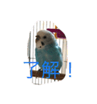 セキセイインコのピーちゃんスタンプ（個別スタンプ：11）