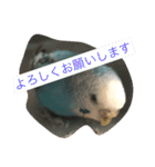 セキセイインコのピーちゃんスタンプ（個別スタンプ：12）