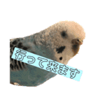 セキセイインコのピーちゃんスタンプ（個別スタンプ：14）