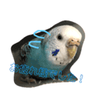 セキセイインコのピーちゃんスタンプ（個別スタンプ：18）