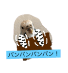 セキセイインコのピーちゃんスタンプ（個別スタンプ：20）