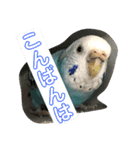 セキセイインコのピーちゃんスタンプ（個別スタンプ：21）