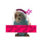 セキセイインコのピーちゃんスタンプ（個別スタンプ：23）