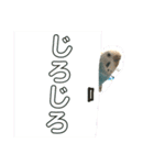 セキセイインコのピーちゃんスタンプ（個別スタンプ：25）