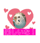 セキセイインコのピーちゃんスタンプ（個別スタンプ：26）