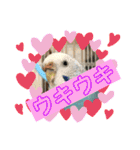 セキセイインコのピーちゃんスタンプ（個別スタンプ：28）