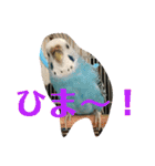 セキセイインコのピーちゃんスタンプ（個別スタンプ：29）
