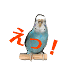 セキセイインコのピーちゃんスタンプ（個別スタンプ：30）