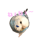 セキセイインコのピーちゃんスタンプ（個別スタンプ：32）