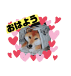 柴犬＊くりの日常言葉（個別スタンプ：1）