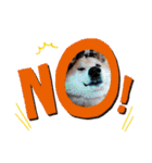 柴犬＊くりの日常言葉（個別スタンプ：4）
