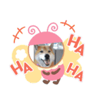 柴犬＊くりの日常言葉（個別スタンプ：5）