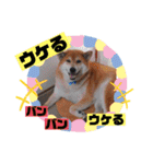 柴犬＊くりの日常言葉（個別スタンプ：6）