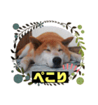 柴犬＊くりの日常言葉（個別スタンプ：7）