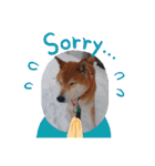 柴犬＊くりの日常言葉（個別スタンプ：8）