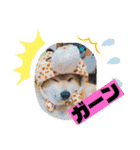 柴犬＊くりの日常言葉（個別スタンプ：9）