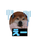 柴犬＊くりの日常言葉（個別スタンプ：10）