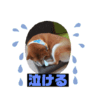 柴犬＊くりの日常言葉（個別スタンプ：11）