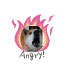 柴犬＊くりの日常言葉（個別スタンプ：12）