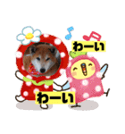 柴犬＊くりの日常言葉（個別スタンプ：13）