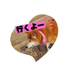 柴犬＊くりの日常言葉（個別スタンプ：14）