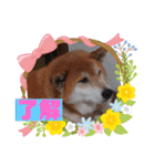 柴犬＊くりの日常言葉（個別スタンプ：15）