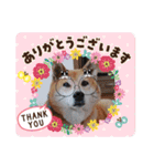 柴犬＊くりの日常言葉（個別スタンプ：16）