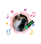 柴犬＊くりの日常言葉（個別スタンプ：17）