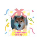 柴犬＊くりの日常言葉（個別スタンプ：18）