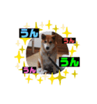 柴犬＊くりの日常言葉（個別スタンプ：19）