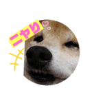 柴犬＊くりの日常言葉（個別スタンプ：20）