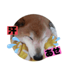 柴犬＊くりの日常言葉（個別スタンプ：21）