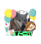 柴犬＊くりの日常言葉（個別スタンプ：22）