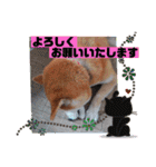 柴犬＊くりの日常言葉（個別スタンプ：23）