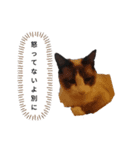 猫のオンセとアレックス（個別スタンプ：1）