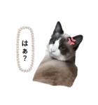 猫のオンセとアレックス（個別スタンプ：2）