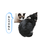 猫のオンセとアレックス（個別スタンプ：3）