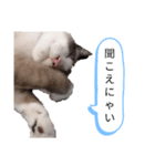 猫のオンセとアレックス（個別スタンプ：4）