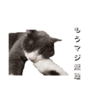 猫のオンセとアレックス（個別スタンプ：5）