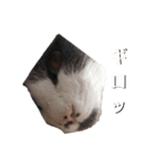 猫のオンセとアレックス（個別スタンプ：7）