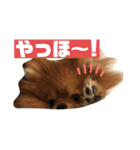 ぽんちゃんのスタンプ♡（個別スタンプ：5）